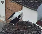 Capi_Dubne_20250405_120503.jpg