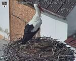 Capi_Dubne_20250405_125002.jpg