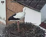 Capi_Dubne_20250405_130503.jpg