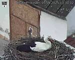 Capi_Dubne_20250405_133002.jpg