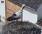 Capi_Dubne_20250405_142503.jpg