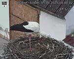 Capi_Dubne_20250405_144003.jpg