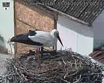 Capi_Dubne_20250405_150003.jpg
