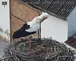 Capi_Dubne_20250405_155502.jpg