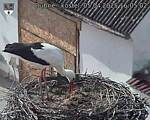 Capi_Dubne_20250405_160502.jpg