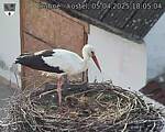 Capi_Dubne_20250405_180504.jpg