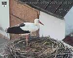 Capi_Dubne_20250405_181002.jpg
