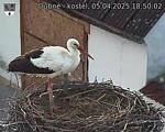 Capi_Dubne_20250405_185002.jpg