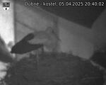 Capi_Dubne_20250405_204002.jpg