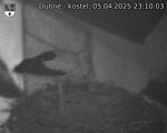 Capi_Dubne_20250405_231003.jpg