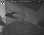 Capi_Dubne_20250405_233503.jpg