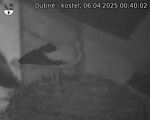 Capi_Dubne_20250406_004002.jpg