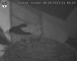 Capi_Dubne_20250406_014003.jpg