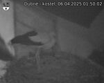 Capi_Dubne_20250406_015002.jpg