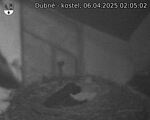 Capi_Dubne_20250406_020502.jpg