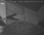 Capi_Dubne_20250406_031502.jpg