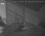 Capi_Dubne_20250406_043502.jpg