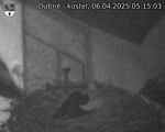 Capi_Dubne_20250406_051503.jpg