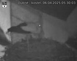 Capi_Dubne_20250406_053003.jpg