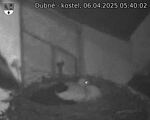 Capi_Dubne_20250406_054002.jpg