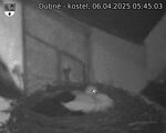 Capi_Dubne_20250406_054503.jpg