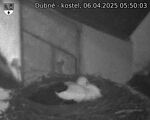 Capi_Dubne_20250406_055003.jpg