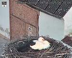 Capi_Dubne_20250406_062004.jpg