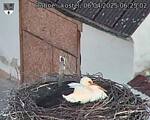 Capi_Dubne_20250406_062502.jpg