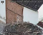 Capi_Dubne_20250406_063003.jpg