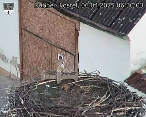 Capi_Dubne_20250406_063003.jpg (1350 x 1080)