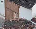 Capi_Dubne_20250406_063503.jpg