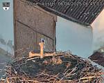 Capi_Dubne_20250406_064503.jpg