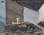 Capi_Dubne_20250406_065003.jpg