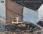 Capi_Dubne_20250406_065502.jpg
