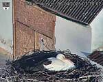 Capi_Dubne_20250406_071002.jpg