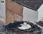 Capi_Dubne_20250406_071504.jpg