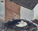Capi_Dubne_20250406_072004.jpg