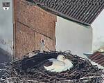 Capi_Dubne_20250406_072502.jpg