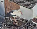 Capi_Dubne_20250406_074002.jpg