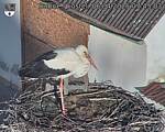 Capi_Dubne_20250406_074503.jpg