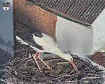 Capi_Dubne_20250406_075002.jpg