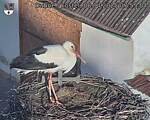 Capi_Dubne_20250406_075504.jpg