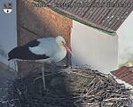 Capi_Dubne_20250406_080504.jpg