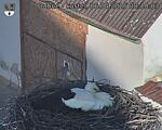 Capi_Dubne_20250406_081003.jpg