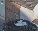 Capi_Dubne_20250406_082002.jpg