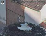 Capi_Dubne_20250406_082503.jpg