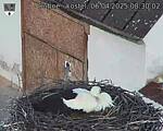Capi_Dubne_20250406_083002.jpg