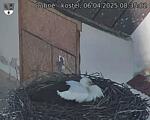 Capi_Dubne_20250406_083502.jpg