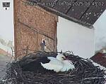Capi_Dubne_20250406_084502.jpg