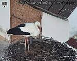 Capi_Dubne_20250406_090002.jpg